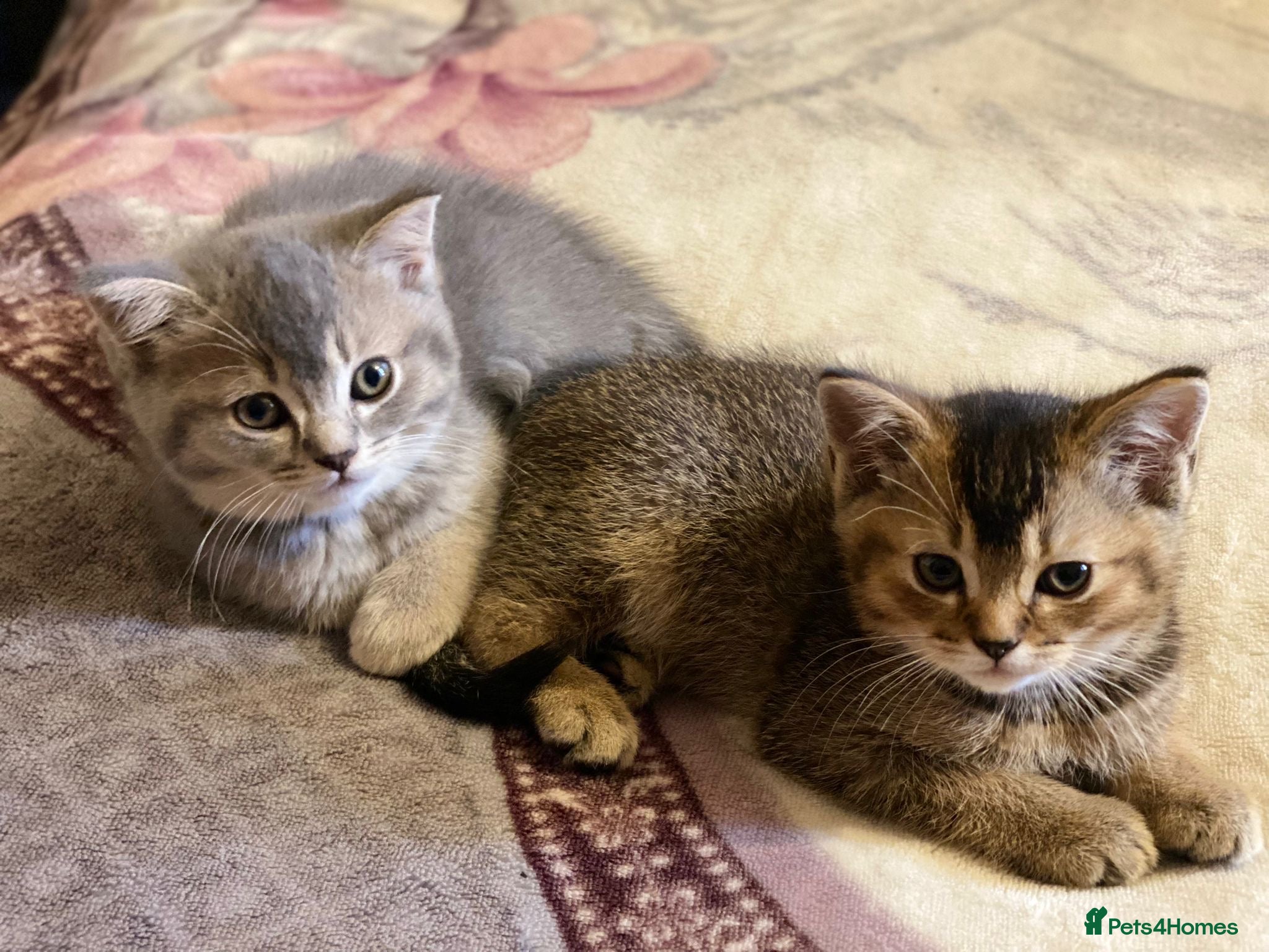 British Shorthair cats Beautiful BSH kittens - Advert 3
