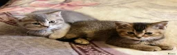 British Shorthair cats for sale: Beautiful BSH kittens in Doncaster - Advert 1