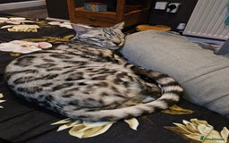 Bengal cats for sale: Sensational Silver Bengal boy requires new family  - Image 10