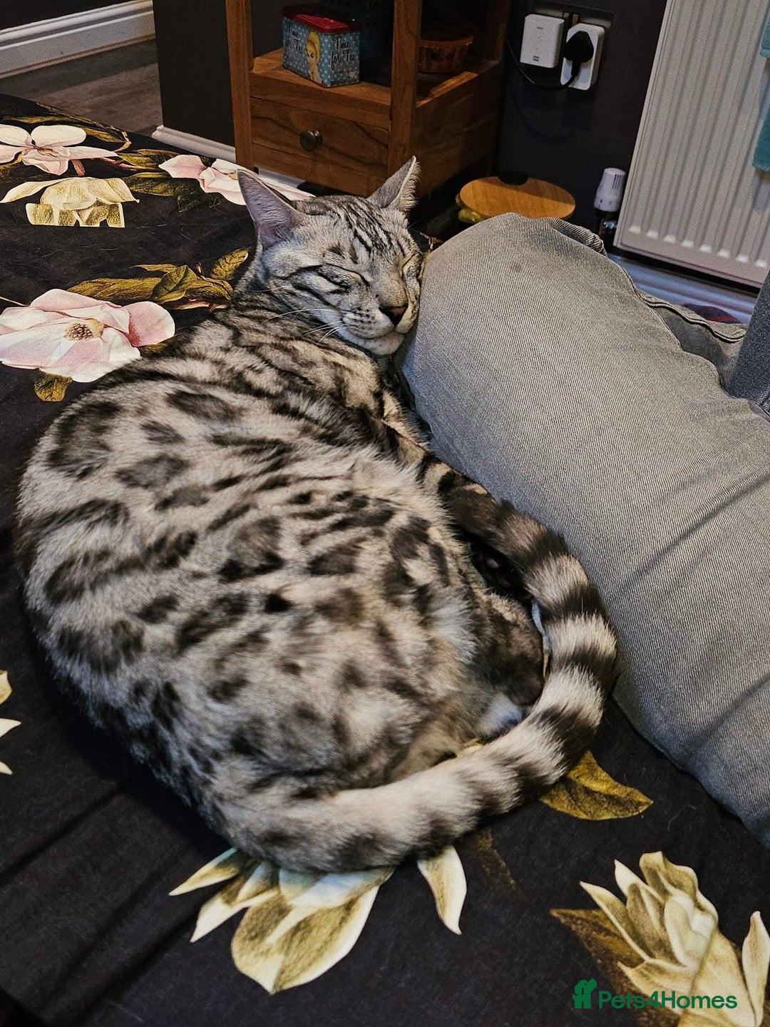 Bengal cats for sale: Sensational Silver Bengal boy requires new family  - Image 10