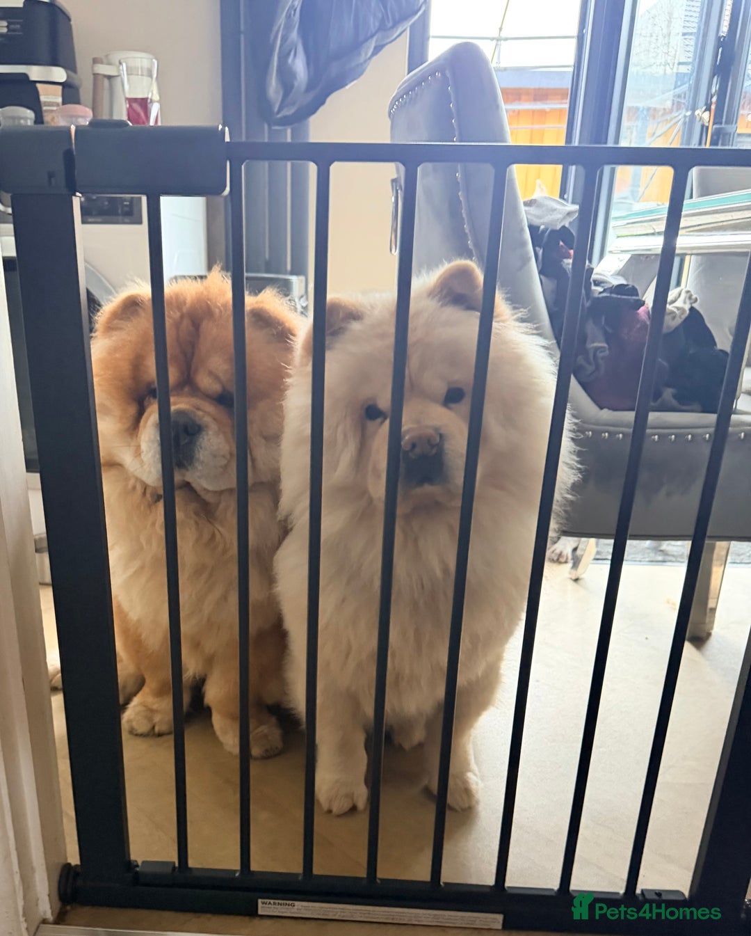 Chow Chow dogs for stud: 2 Gorgeous males for stud  - Advert 1