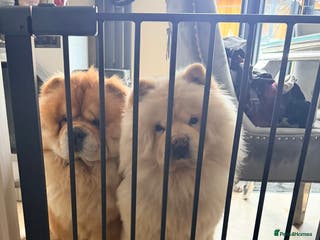 Chow Chow dogs 2 Gorgeous male for stud - Advert 2