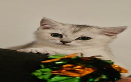 British Shorthair cats for sale: British Shorthair Kittens – Golden & Silver Shaded - Image 28