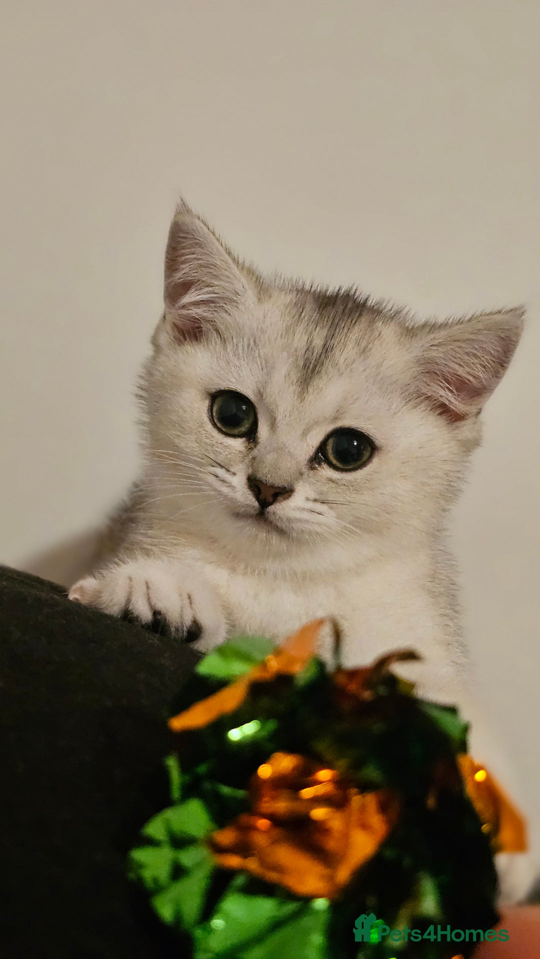 British Shorthair cats for sale: British Shorthair Kittens – Golden & Silver Shaded - Image 28