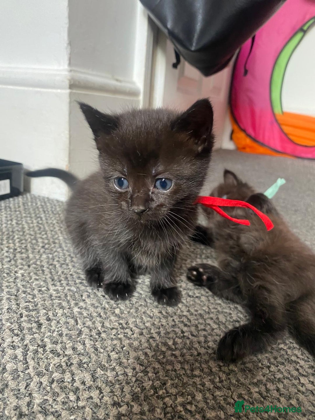 Domestic Shorthair cats for sale: Kittens - Image 7