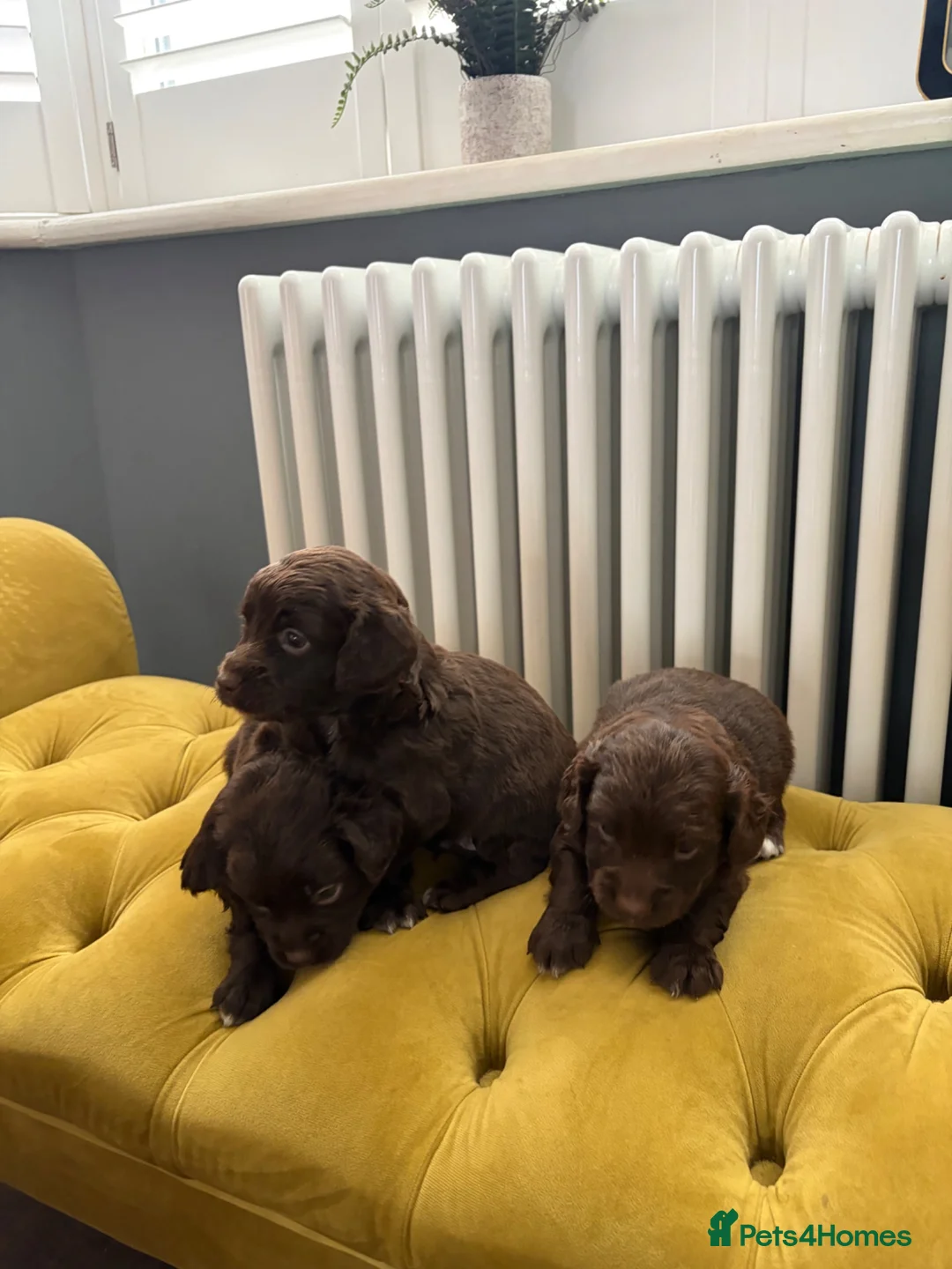 Sproodle dogs for sale: Sprockerdoodledors  - Advert 15