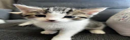 Mixed Breed cats for sale: 4 beautiful kittens ready to leave  - Advert 9