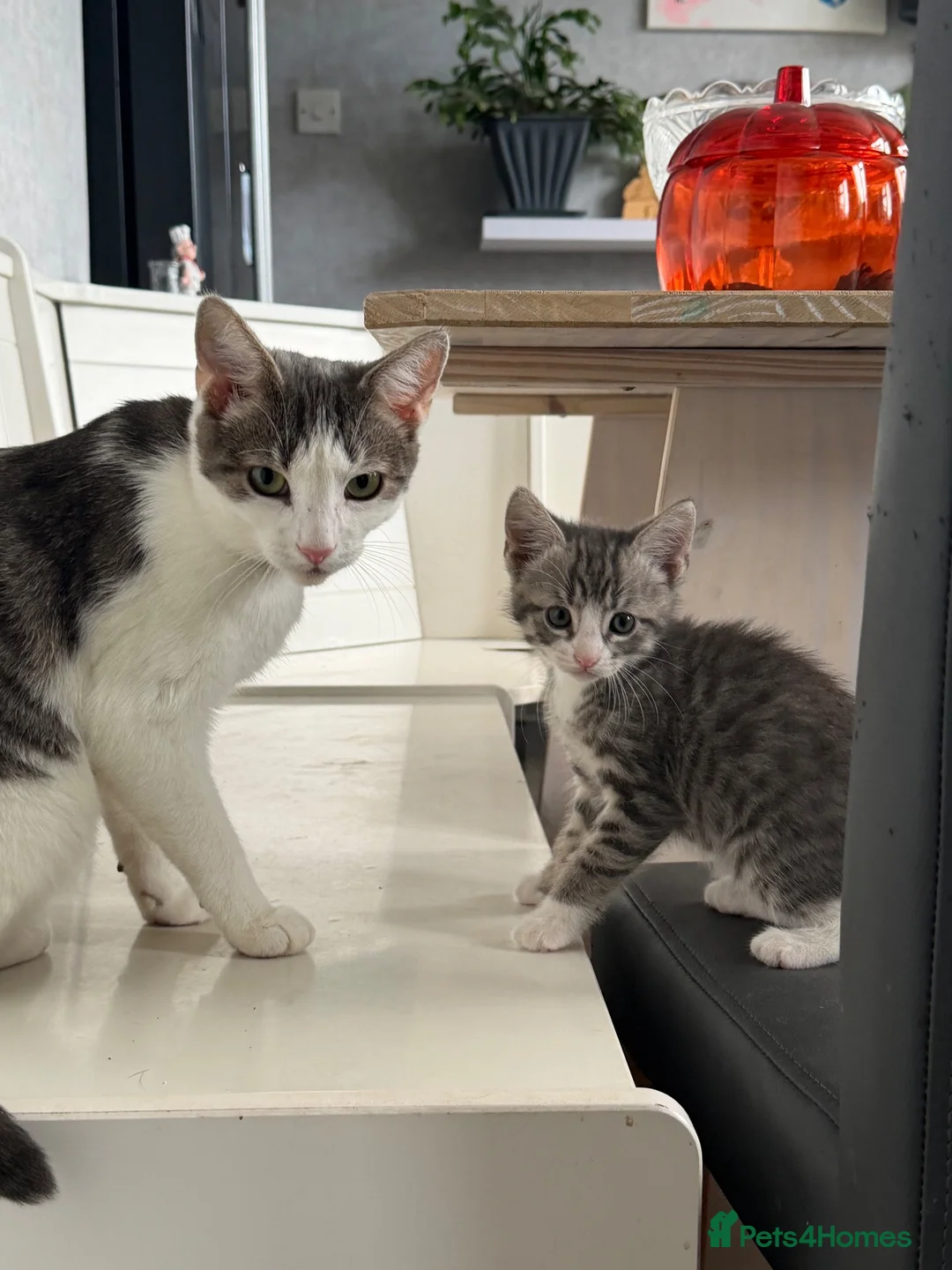 Mixed Breed cats for sale: Three brothers  - Advert 2