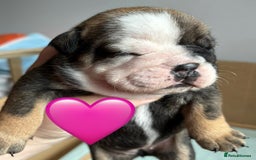 English Bulldog dogs for sale: English bulldog puppies - Image 7
