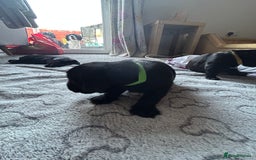 Cockerdor dogs for sale: Cockador Puppies for sale - Image 15
