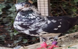 Pigeons birds for sale: Pigeons [Semi Hand-Raised] - Fancy & Racing Breeds - Image 14