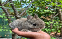 Netherland Dwarf rabbits for sale: Pure bred netherland dwarf ready to reserve  - Image 7