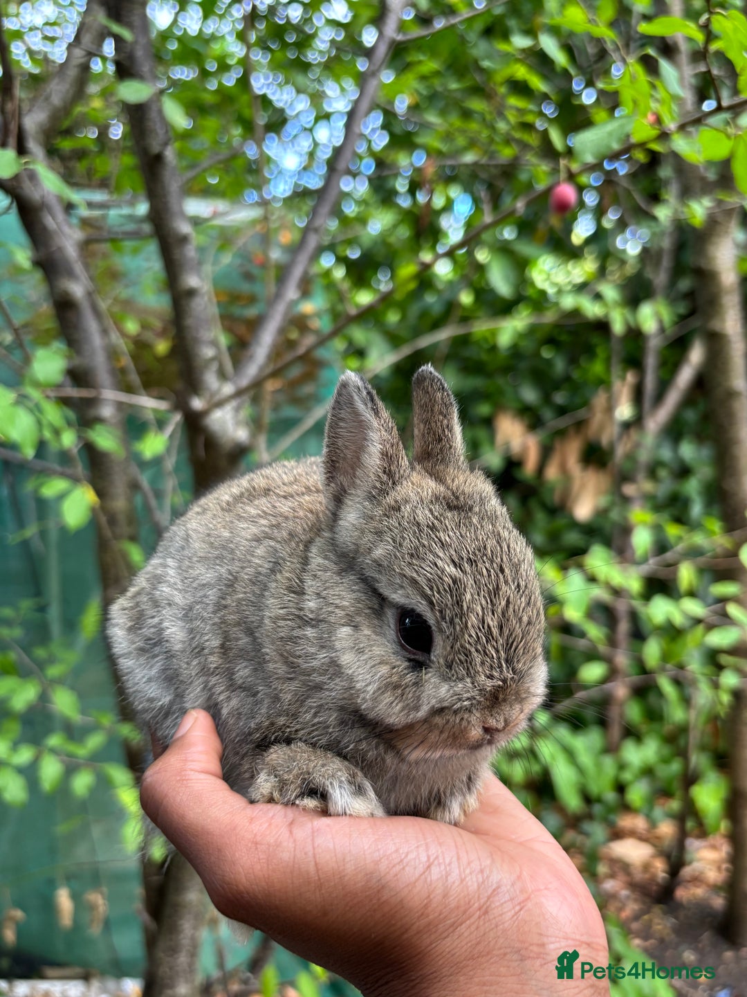 Netherland Dwarf rabbits for sale: Pure bred netherland dwarf ready to reserve  - Image 7