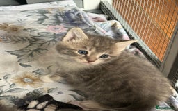 British Shorthair cats for sale: Half British shorthair for sale - Image 11