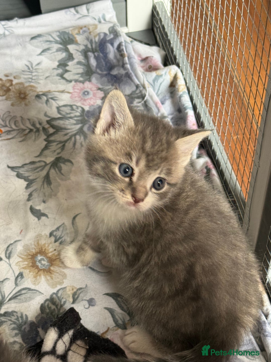 British Shorthair cats for sale: Half British shorthair for sale - Image 11