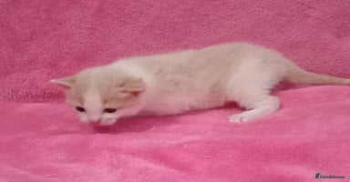 Mixed Breed cats - Advert 4