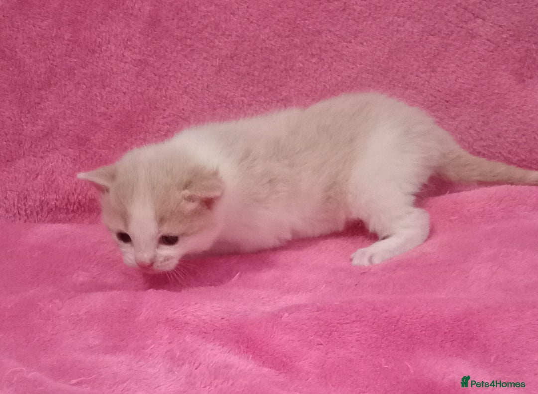 Mixed Breed cats for sale: Beautiful Kittens Available  - Image 2