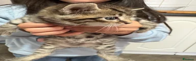 Domestic Shorthair Kitten 3