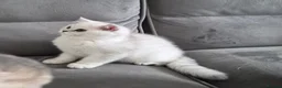 British Shorthair cats for sale: Beautiful registered boy ( Ready ) - Advert 4
