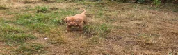 Hungarian Vizsla dogs for sale: Dual Purpose Hungarian Vizsla Bitch Puppies - Advert 18