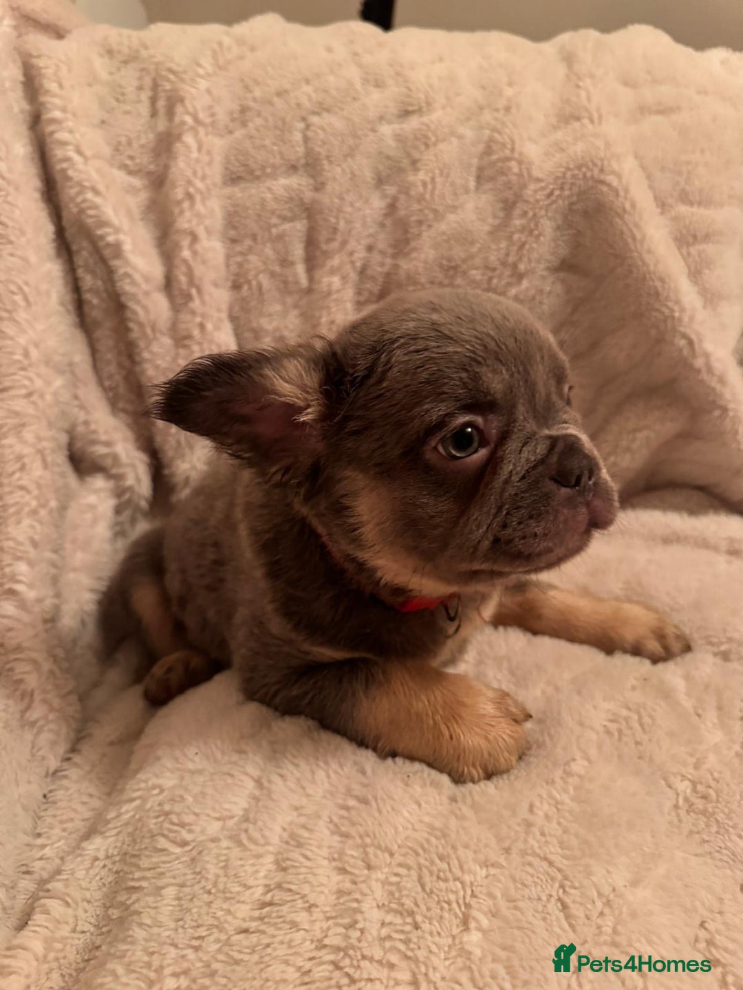 French Bulldog dogs for sale: French bulldog puppys - Advert 4