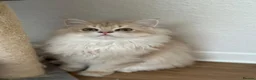 British Longhair cats for sale: Loving Lilac Golden British Longhair Girls - Advert 6