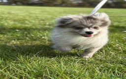 Pomsky dogs for sale: Pomeranian Merle Puppy one left  - Image 2