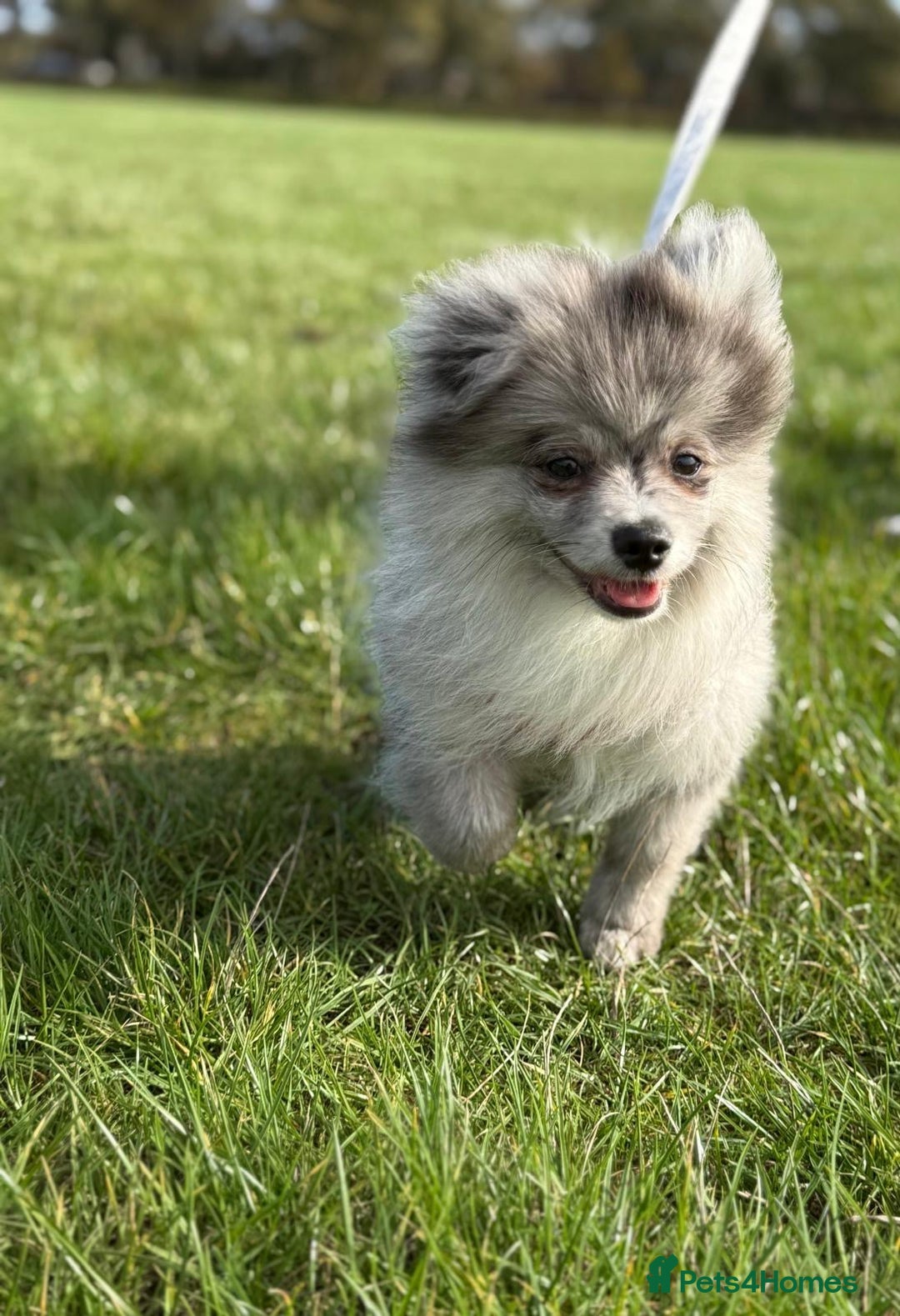 Pomsky dogs for sale: Pomeranian Merle Puppy one left  - Image 2