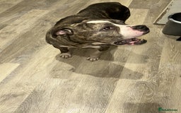Old Tyme Bulldog dogs for sale: Poppy - Image 2