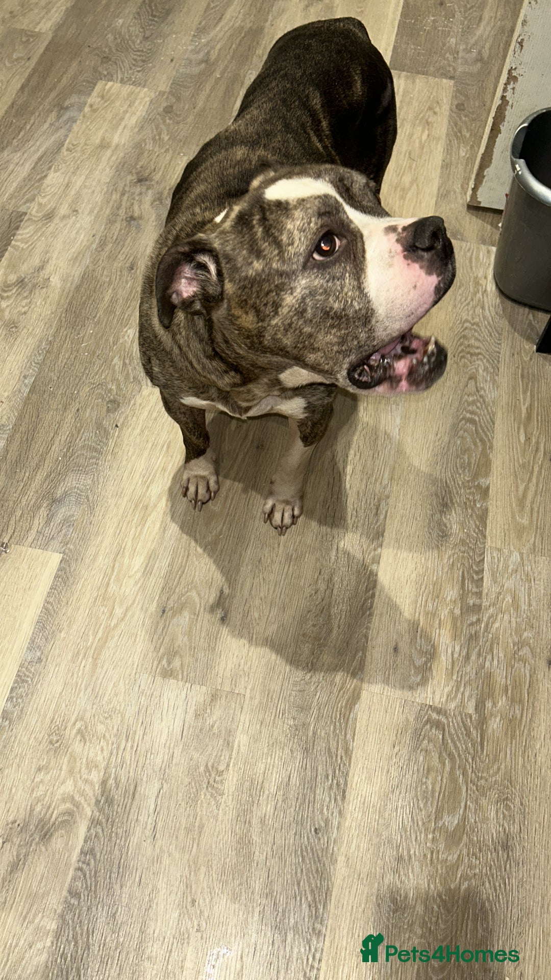 Old Tyme Bulldog dogs for sale: Poppy - Image 2