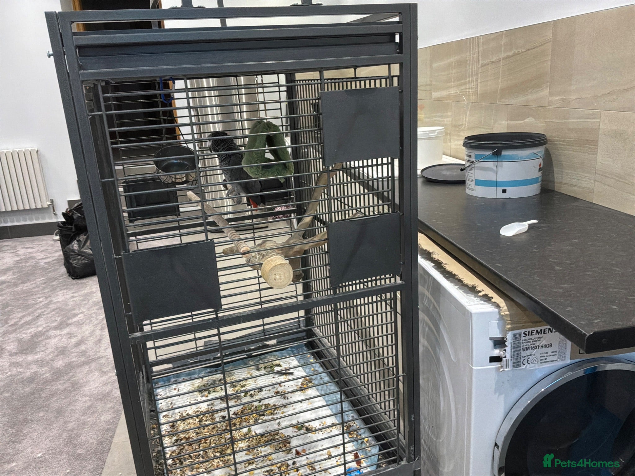 Parrots birds Talking African grey parrot cage included  - Advert 2