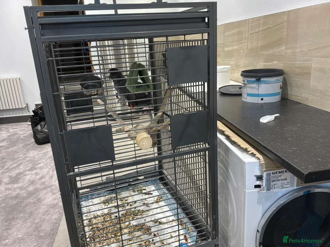 Parrots birds for sale: Talking African grey parrot cage included  in Keighley - Advert 2