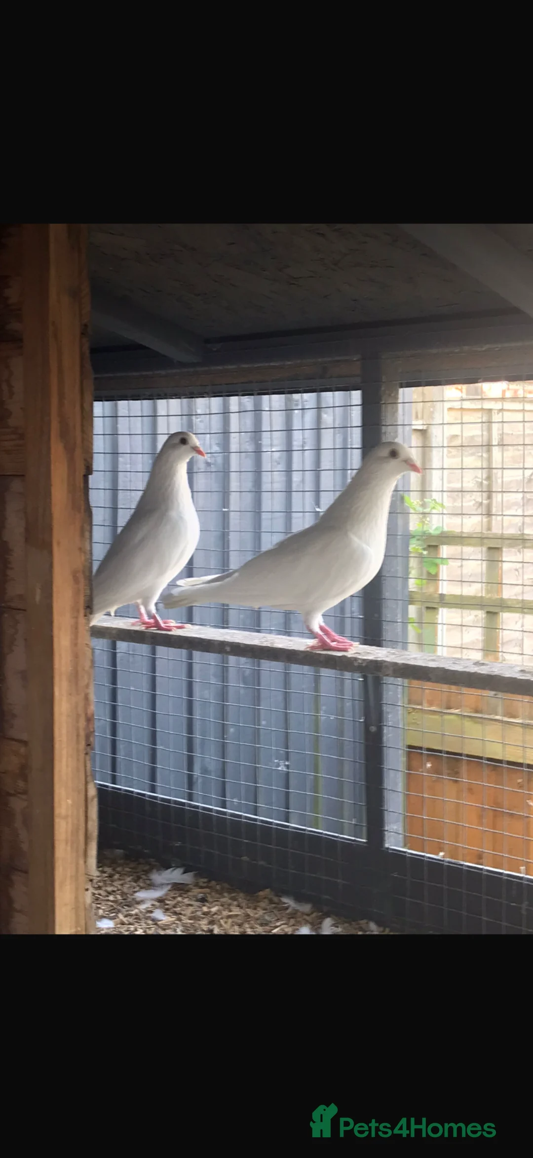 Pigeons birds for sale: White doves in Telford - Advert 4