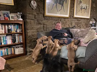 Great Dane dogs Beautiful kc reg Great Dane puppies - Advert 2