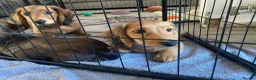 Miniature Dachshund dogs for sale: 6 miniature longhaired dachshund -  - Advert 7