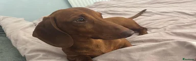 Miniature Dachshund 1