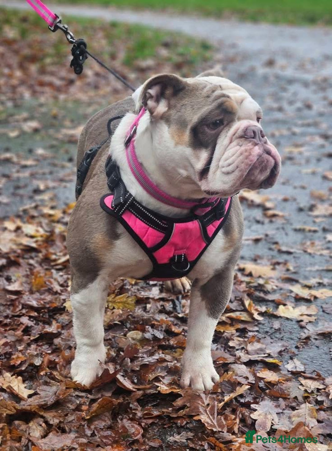 Mixed Breed dogs for sale: New English Bulldog - Advert 2