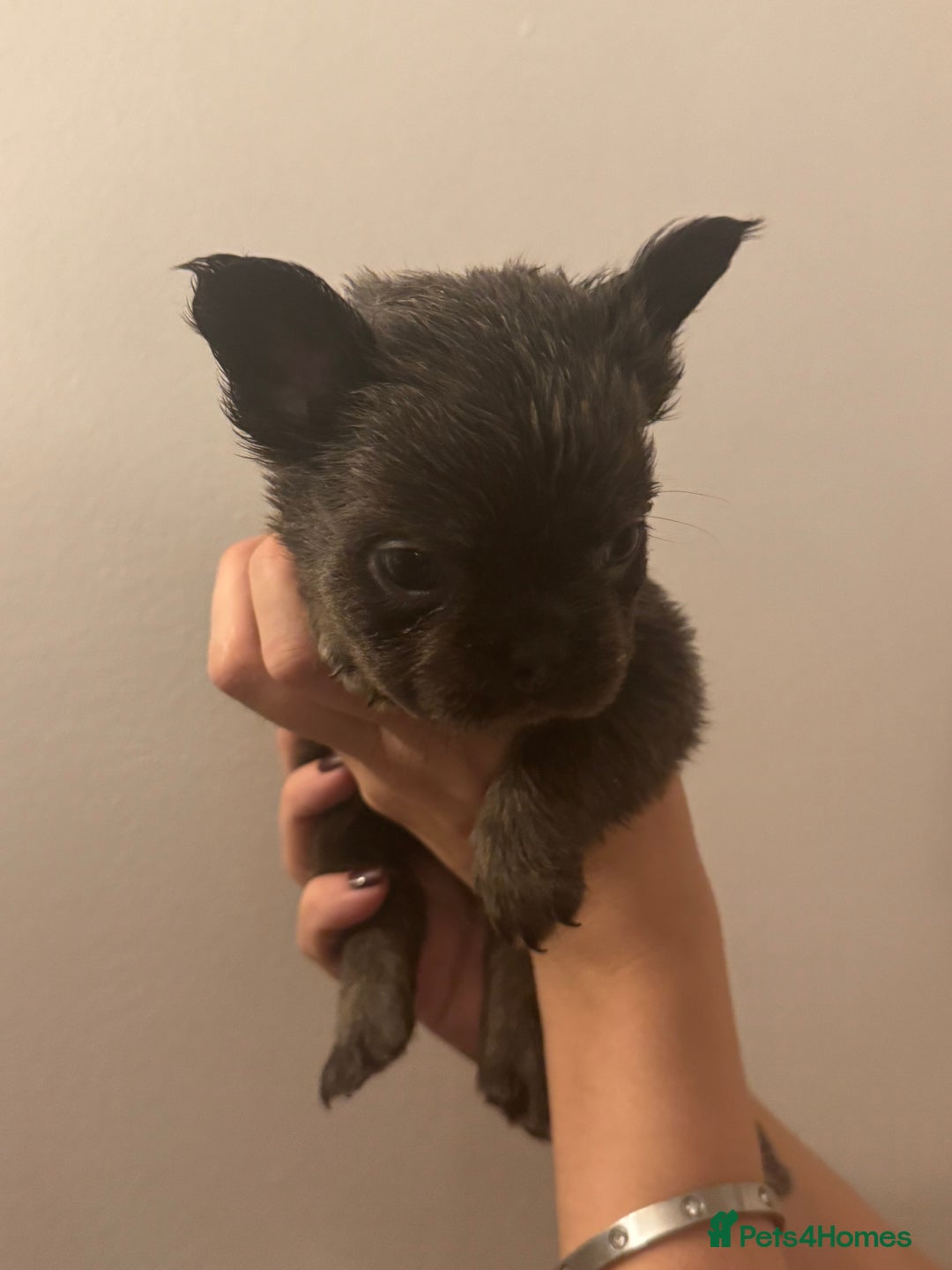 French Bulldog dogs for sale: French Bulldog puppies for sale - Image 4