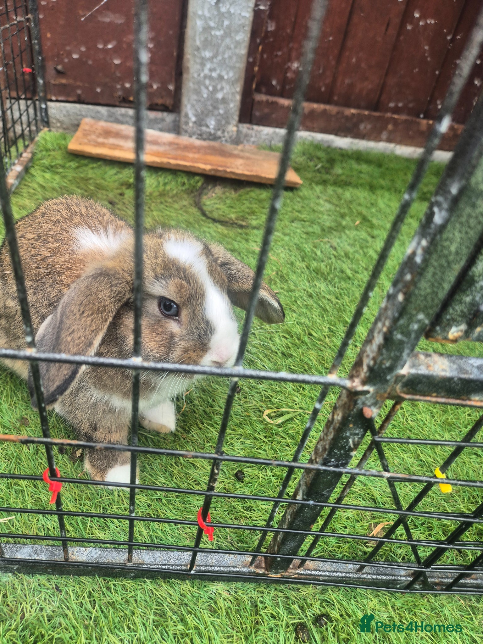 Mixed Breed rabbits Mix bunnies  - Advert 2