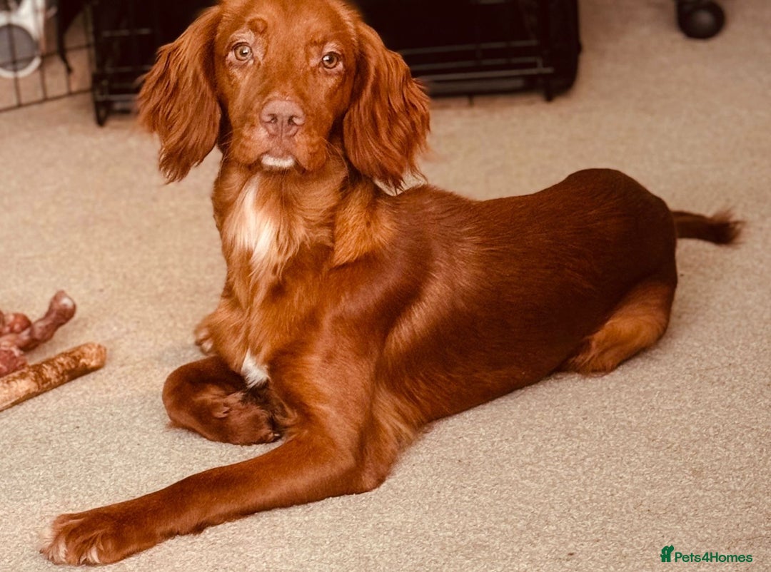 Cocker Spaniel dogs for sale: Simba  - Image 2