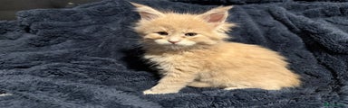 Maine Coon Kitten 5