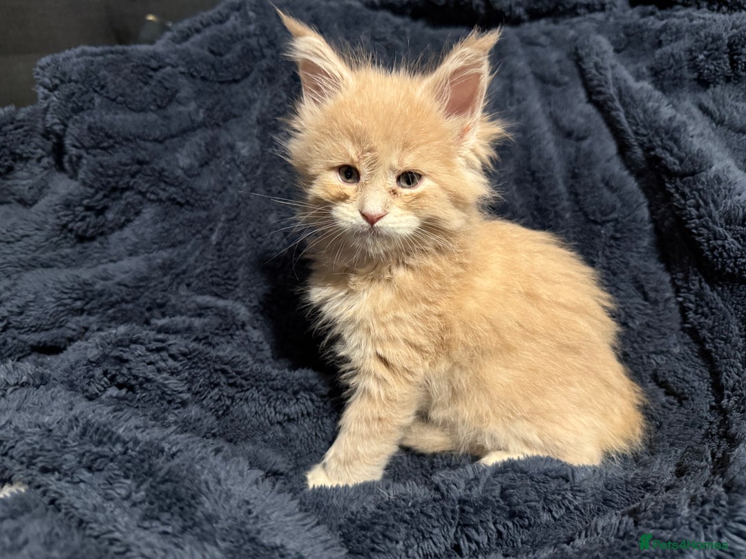 Maine Coon cats for sale: 7 beautiful Maine coon full breed kittens  - Advert 4