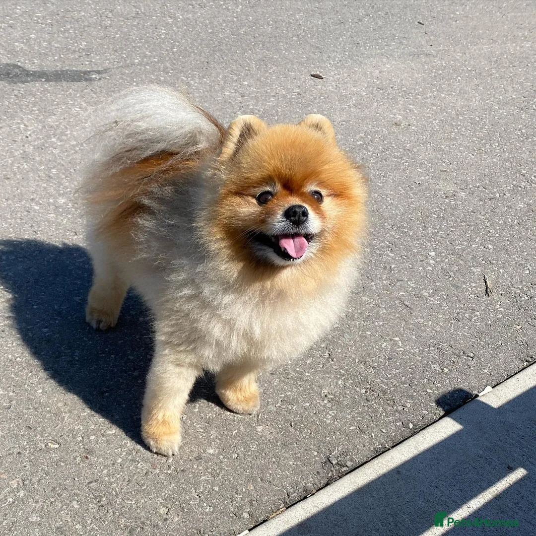Pomeranian dogs for sale: Adorable Pomeranian Male  - Advert 3