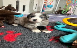 Miniature American Shepherd dogs for sale: 9 Miniature American Shepherd Puppies - Image 11
