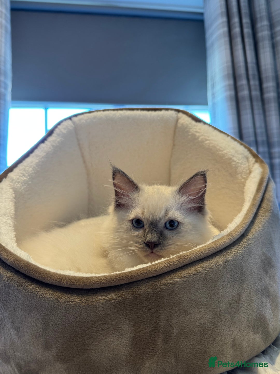 Ragdoll cats for sale: Female & Male Ragdoll for rehome - Image 3