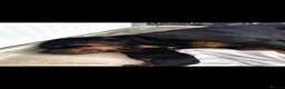 Rottweiler dogs for sale: rottweilers... - Advert 3