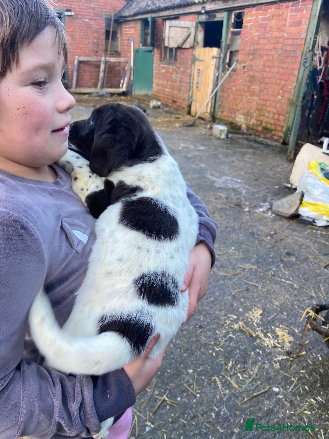 English Springer Spaniel dogs for sale: 2 springer puppies for sale  - Advert 2