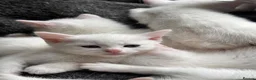Mixed Breed cats for sale: Sweet Kittens Looking for Their Forever Homes - Advert 5