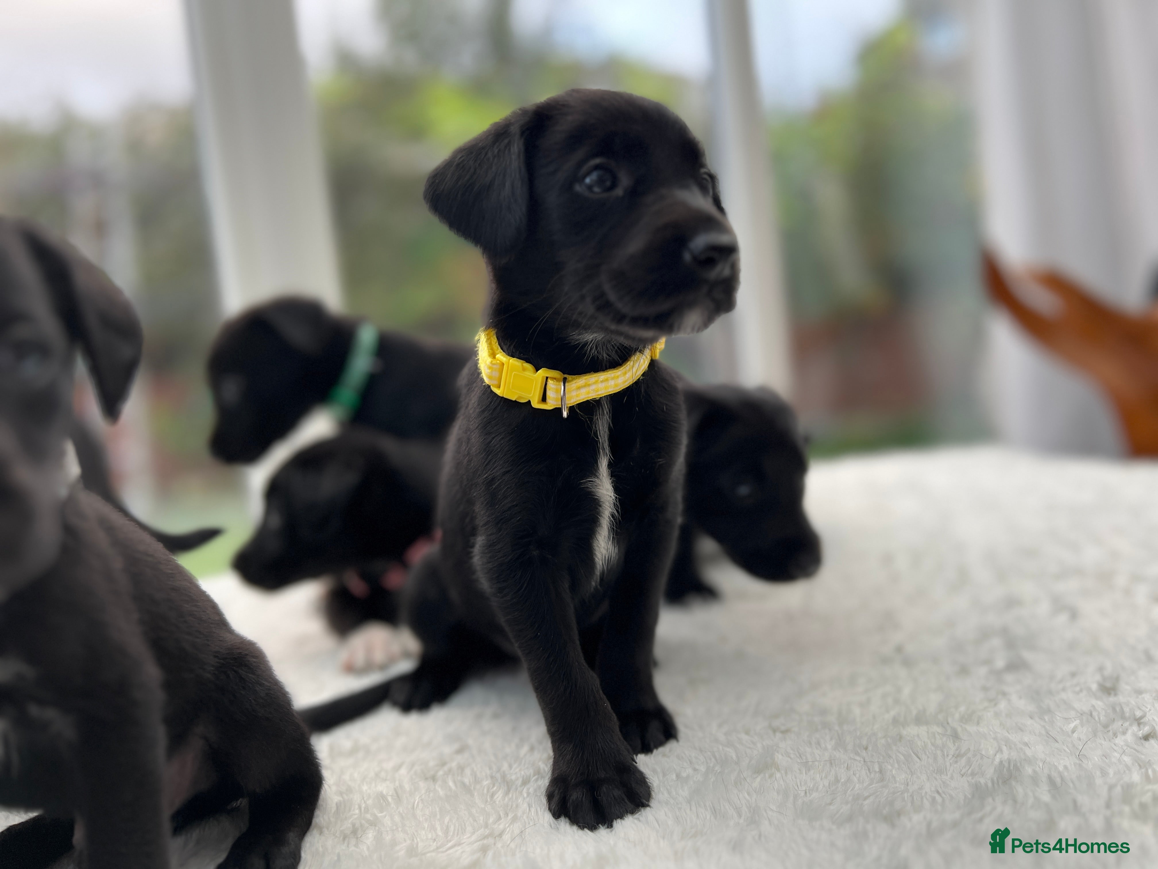 Borador dogs Most Intelligent Puppies mix breed Healthy, Happy  - Advert 6