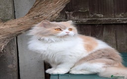 British Longhair cats for sale: Beautiful GrCh female - Image 2